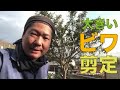 大きい【びわ】一回り小さくする剪定