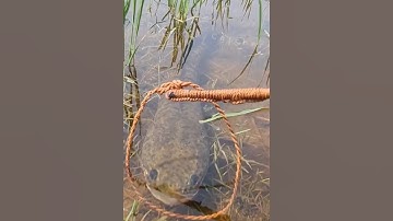 Cá lóc ẩn nấp ở bụi cỏ rất khó bắt được #cacconvat #docla #fishing