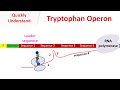 Tryptophan operon