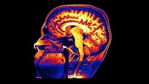 Understanding the brain at the Sainsbury Wellcome Centre