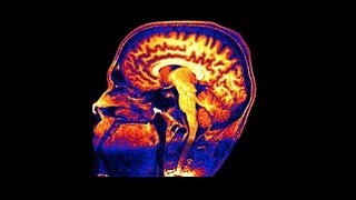 Understanding the brain at the Sainsbury Wellcome Centre