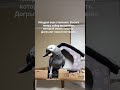 рикардо, 3 года. говорит , но когда один. в диалог с человеком  не вступает. надеюсь пока.