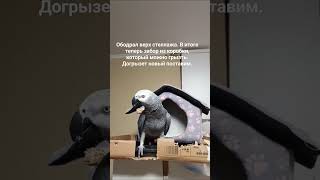 рикардо, 3 года. говорит , но когда один. в диалог с человеком  не вступает. надеюсь пока.