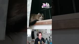 2024/04/26 猫ちゃんライブ配信♪ cute cat vlog Japan #猫 #ねこ #cat #shorts