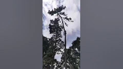 Sending pine top