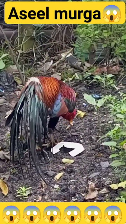 DUNIYA KA SABSE 😱😱 KHARTARNAAK MURGA#birds #birdslover