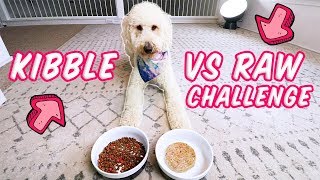 Kibble versus raw food challenge complete! had a blast making this
video with my dogs. if you have any questions around or fresh feeding
your dog, commen...