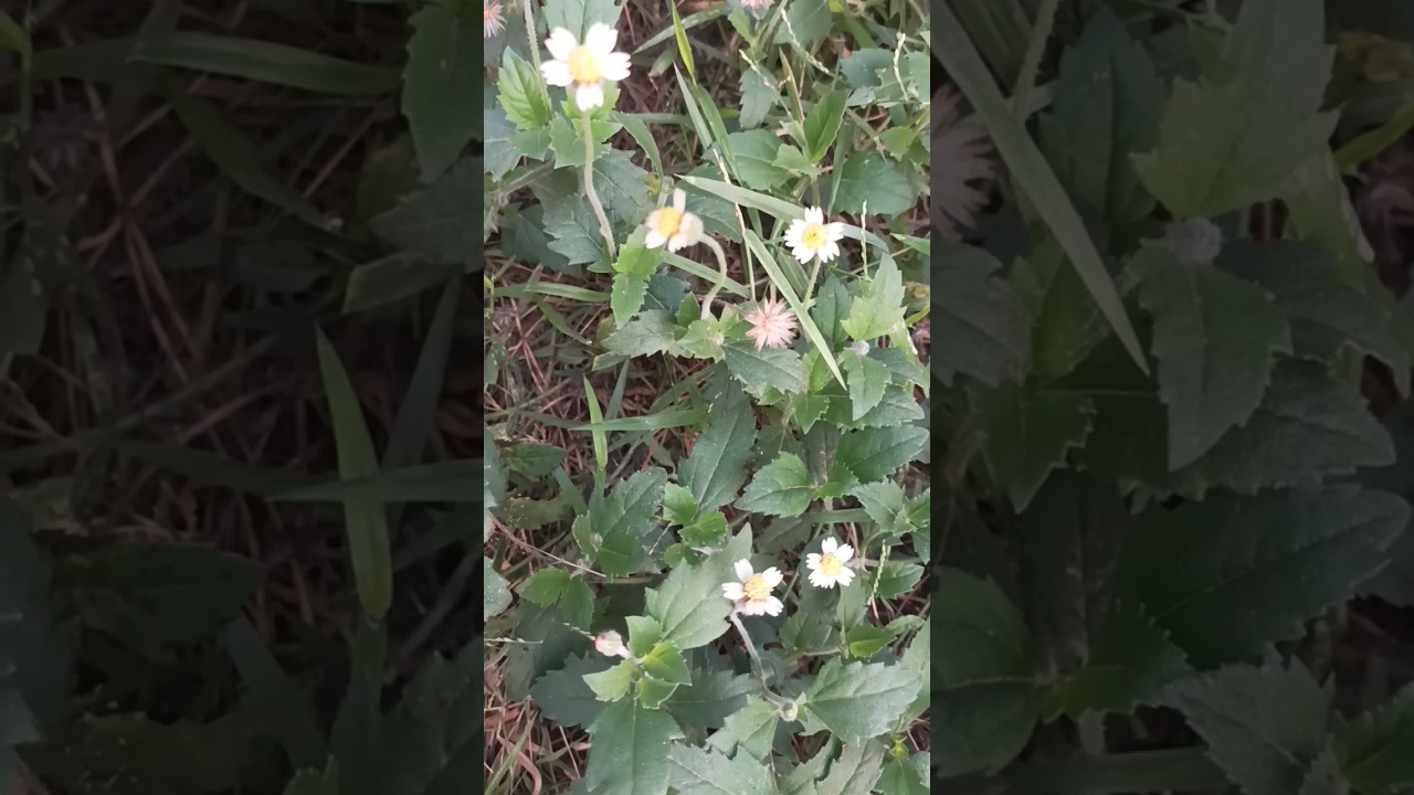 Tridax Procumbens