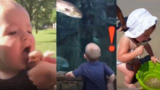 Funniest Moments Baby Meet Animals - Try Not To Laugh !