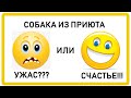 Взять собаку из приюта - Ужас или Счастье?