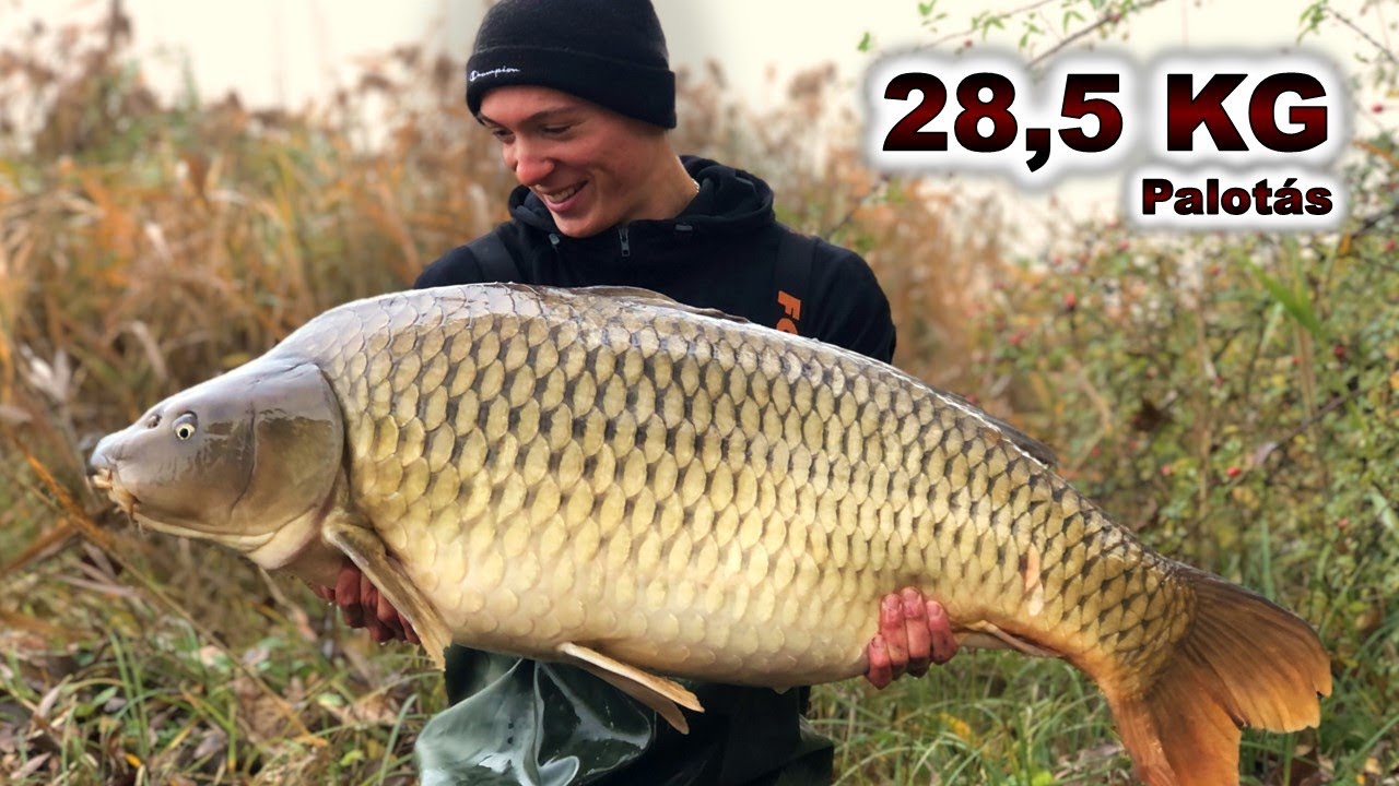 Palotás TITKA🌧 - 28,5 KG!👑 - Legendás pontyok nyomában⚡ (2.rész)