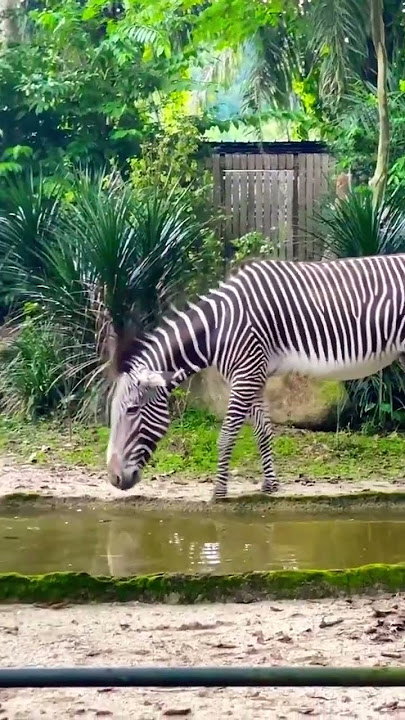Zebra’s At Singapore Zoo