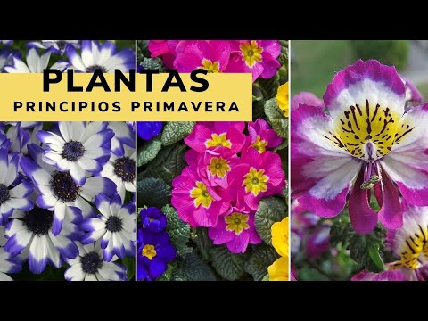 Vídeo: Flors d'inici de primavera: planta flors de primavera de floració primerenca al jardí