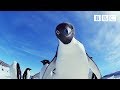 Cheeky penguins wreak havoc  snow chick a penguins tale  bbc