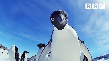 Cheeky penguins wreak havoc | Snow Chick: A Penguin