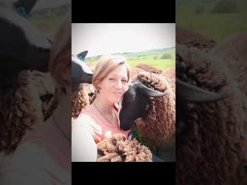 Morning cuddles with our sheep