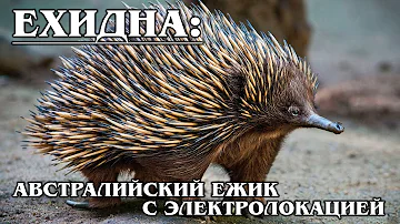 ЕХИДНА: Колючий 