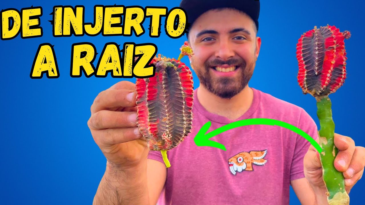 Como sacar RAÍZ A UN INJERTO O: 😵‍💫😮video 10/30