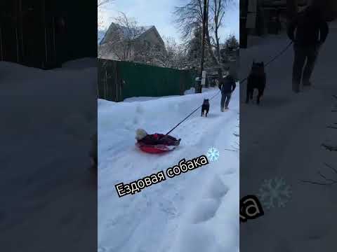 Шоколадный лабрадор Ориетти 🔥1 год! #labrador #dog #puppy #cute #viral #милота #лабрадоры #trending
