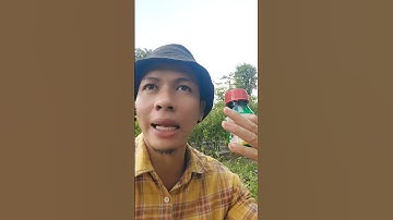 Atasi hama trips pada tanaman cabe #shorts #arispipit #tanamancabe
