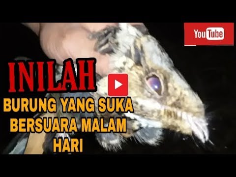Suara Burung Iblis Malam Burung Cabak Youtube