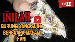 Download Lagu Suara Burung Malam Cuit Cuit Mp3 Video Gratis