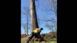 M & A Tree Services New Jersey's #1 tree removal company