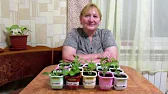 валентина прокудина