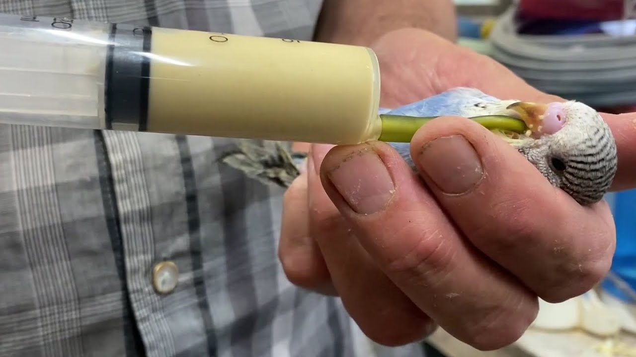Crop Feeding Baby Budgies