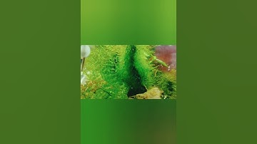 Java Moss: An Update After One Month Of Growth #plantedtank #plantedfishtank #aquariumfish #aquarium