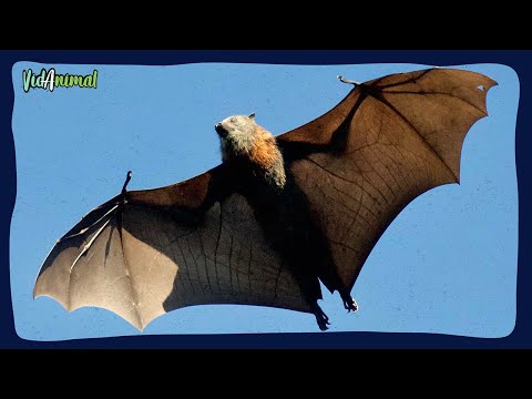 Video: ¿Quiénes son los zorros voladores y qué comen? foto de animales