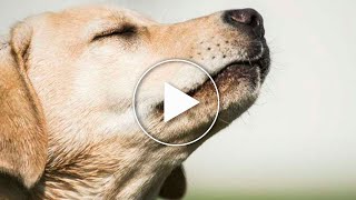 Los Perros Podrían Detectar El Coronavirus