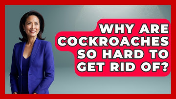 Why Are Cockroaches So Hard To Get Rid Of? - Insects and Invaders