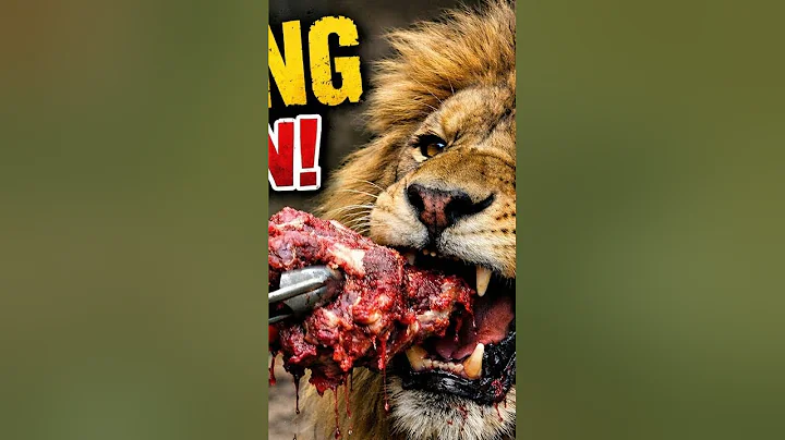 Understanding Lion Feeding and Care in Wildlife Conservation Areas | #educational #wildlife 