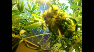 Week 8 Flowering