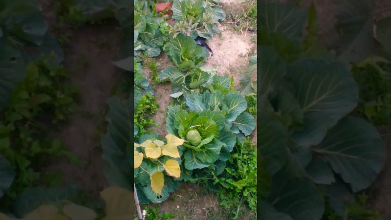 Cabbage 🥬 farming 