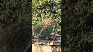 Daily views 😍👌 #birds #peacock #peacockdance #youtubeshorts