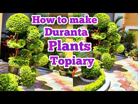 Video: Topiary, Použitie Orezaných Okrasných Rastlín Na Dekoráciu Domu A Záhrady