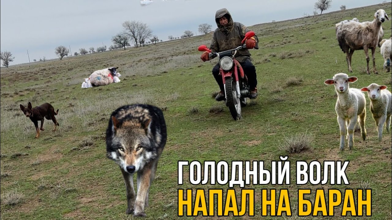 ГОЛОДНЫЙ ВОЛК НАПАЛ НА БАРАН / НЕОЖИДАННАЯ ВСТРЕЧА С ВОЛКОМ - YouTube