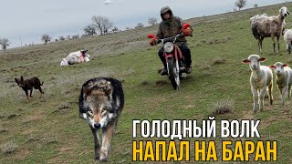 ГОЛОДНЫЙ ВОЛК НАПАЛ НА БАРАН / НЕОЖИДАННАЯ ВСТРЕЧА С ВОЛКОМ