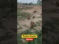 #mohe mor Banaiyo Radha#subscribe#treading#cute#viral short#baby#bhakti#monkey#reels#shorts#funny