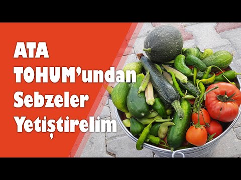 Video: Çok yıllık acı bakla: tohumlardan yetiştirme, bakım özellikleri ve incelemeler