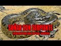 SIGNIFICADO DE SOÑAR CON SERPIENTE, que significa soñar con serpientes, viboras, culebras