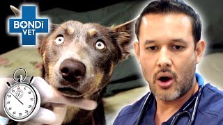 Race Against Time For Animal Emergencies ⏱   | Bondi Vet Compilation | Bondi Vet