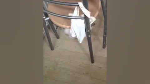 Video 6853391: chocolate point siamese kitten, kitten climbing, legged kitten