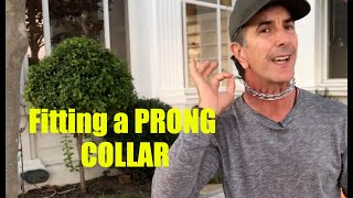 Fitting a Prong Collar - Pinch Collar Info - Dog Training Video