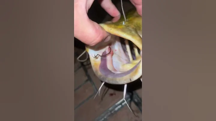 Not a state record #catfish #flatheadcatfish #bluecatfish #giantcatfish