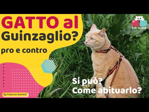 Video: Come addestrare il tuo gatto a camminare con un guinzaglio o un imbracatura per gatti