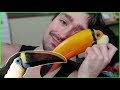 How to Tell When TWO Toucans Want To Be Pet! (THEY PURR LIKE A CAT?!)