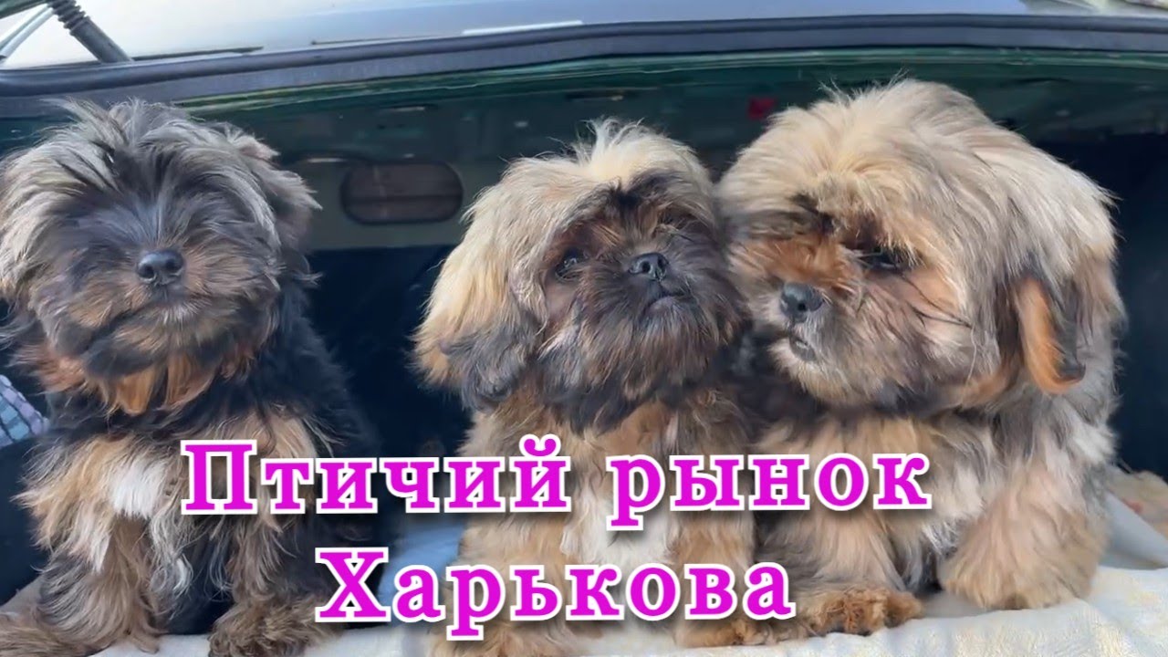 🐾 Птичий рынок Харькова #Харьков #ПтичийРынок #Котята #Щенки #Попугаи #Животные #ДобрыеРуки